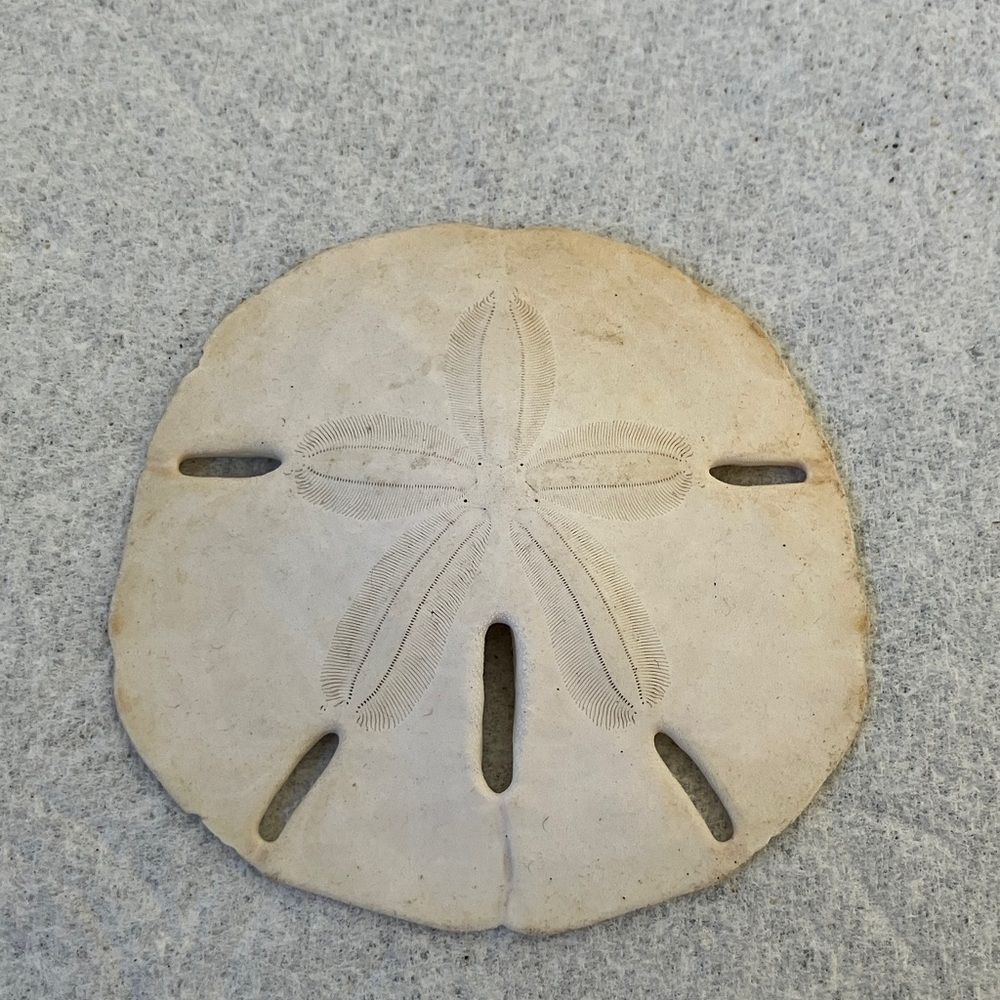 Sand Dollar